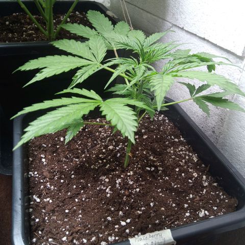 Haze Berry III growlog timeline photo