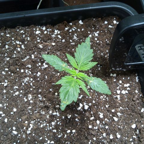 Hulkberry auto growlog timeline photo