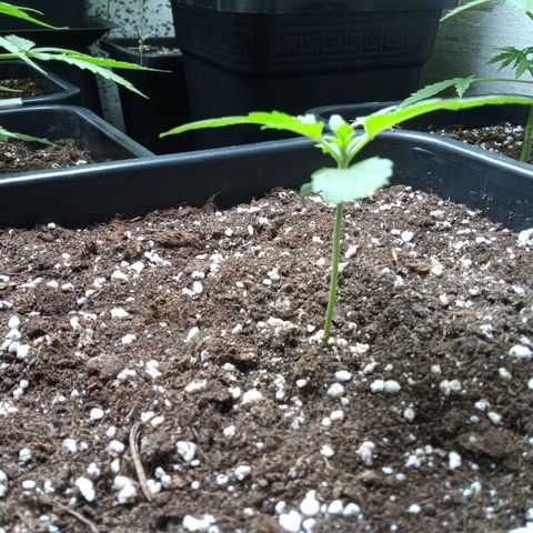 Hulkberry auto growlog timeline photo