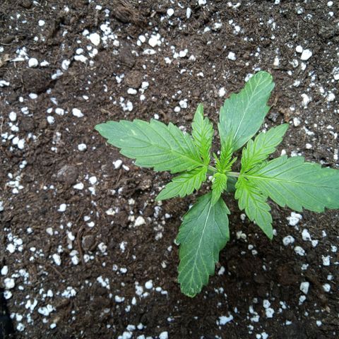 Hulkberry auto growlog timeline photo