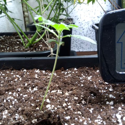 Hulkberry auto growlog timeline photo