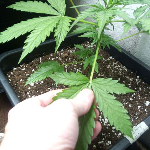 Haze Berry III growlog timeline photo