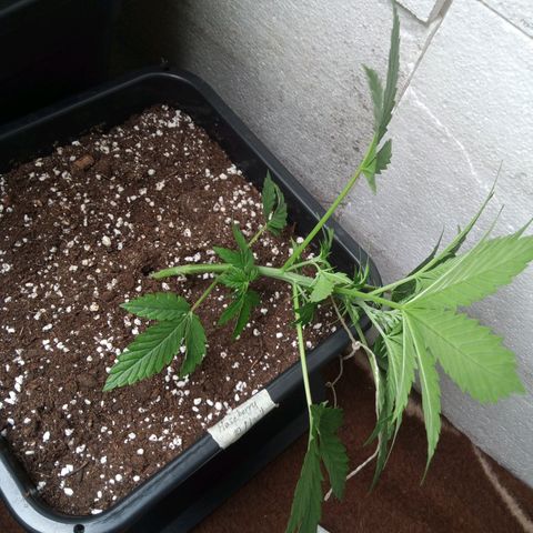 Haze Berry III growlog timeline photo
