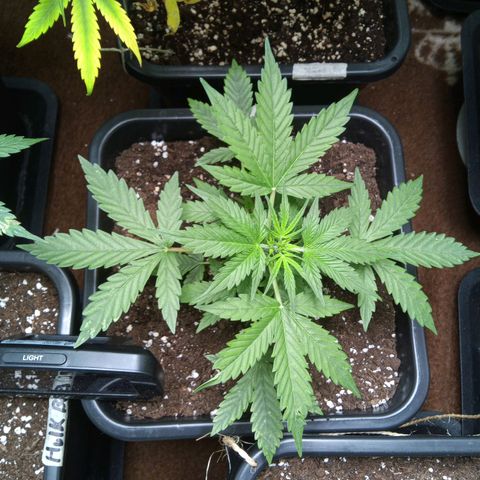 Haze Berry III growlog timeline photo