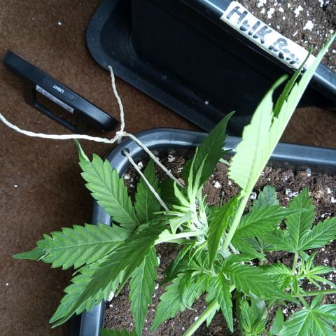 Haze Berry III growlog timeline photo