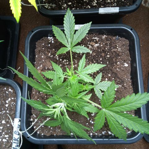 Haze Berry III growlog timeline photo