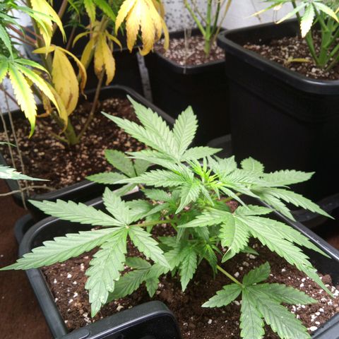 Haze Berry III growlog timeline photo