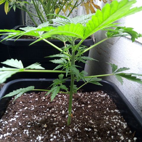 Haze Berry III growlog timeline photo