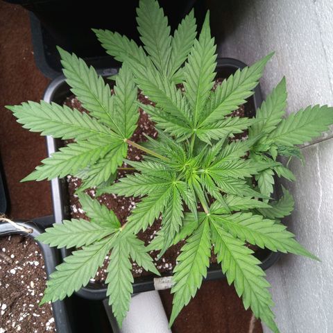 Haze Berry III growlog timeline photo