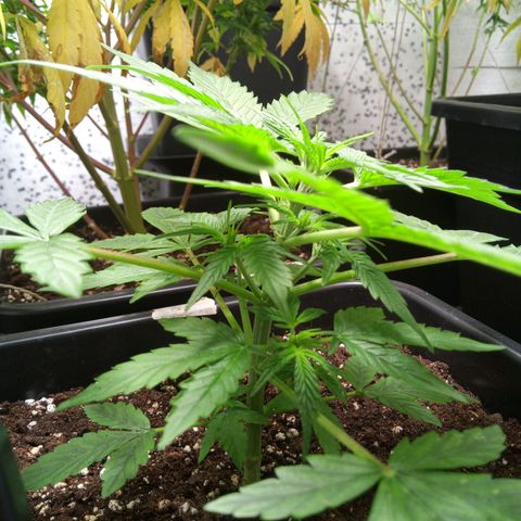 Haze Berry III growlog timeline photo
