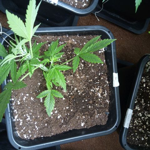 Haze Berry III growlog timeline photo