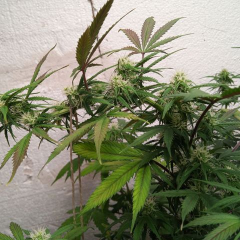 Haze Berry II growlog timeline photo