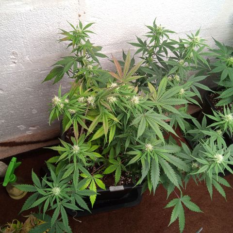 Haze Berry II growlog timeline photo