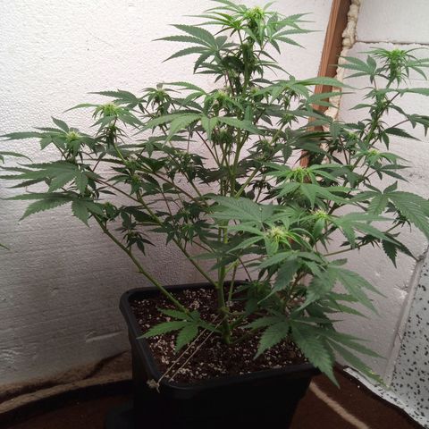 Haze Berry II growlog timeline photo