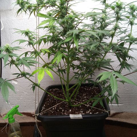 Haze Berry II growlog timeline photo