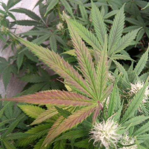 Haze Berry II growlog timeline photo