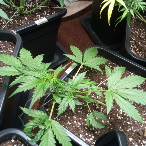 Haze Berry III growlog timeline photo