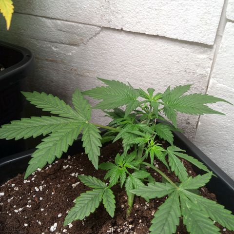 Haze Berry III growlog timeline photo
