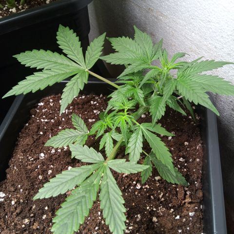 Haze Berry III growlog timeline photo