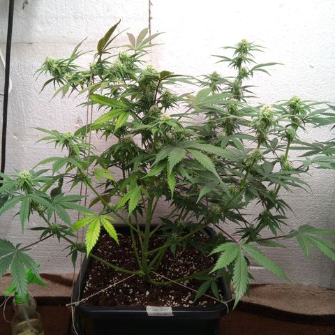 Haze Berry II growlog timeline photo