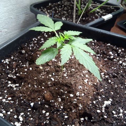 Hulkberry auto growlog timeline photo