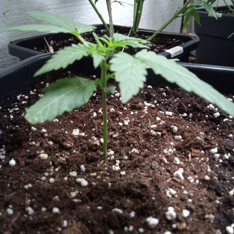 Hulkberry auto growlog timeline photo
