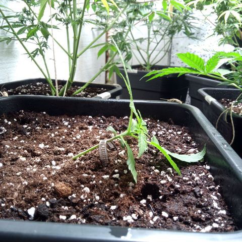 Hulkberry auto growlog timeline photo