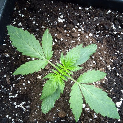 Hulkberry auto growlog timeline photo