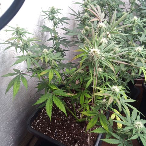 Haze Berry II growlog timeline photo