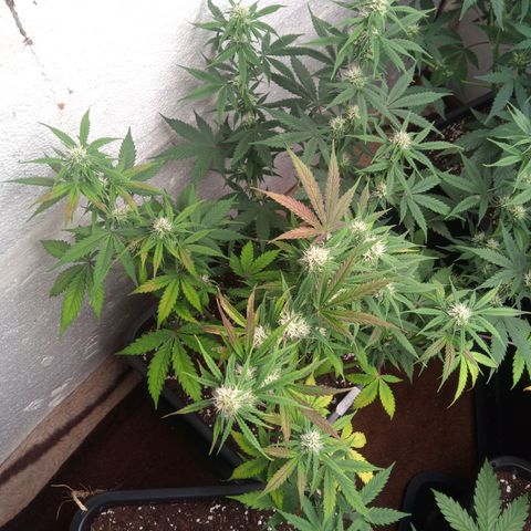 Haze Berry II growlog timeline photo