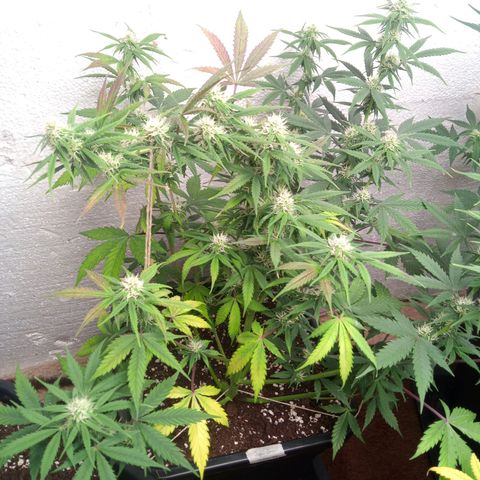 Haze Berry II growlog timeline photo