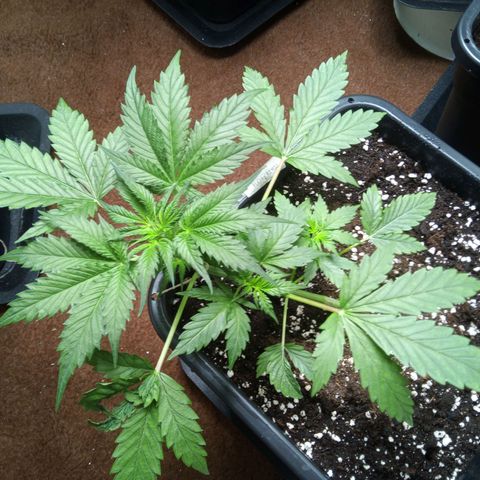 Haze Berry III growlog timeline photo