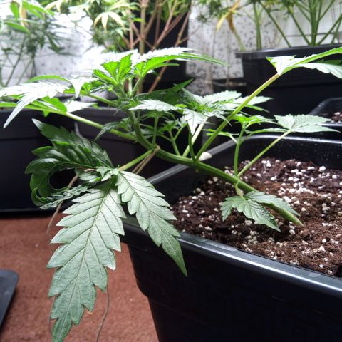 Haze Berry III growlog timeline photo