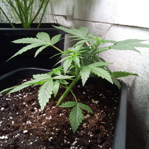 Haze Berry III growlog timeline photo