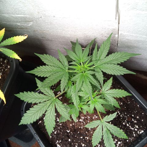 Haze Berry III growlog timeline photo