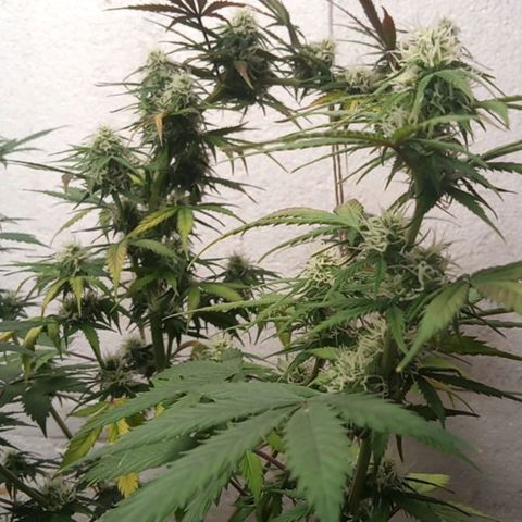 Haze Berry II growlog timeline photo