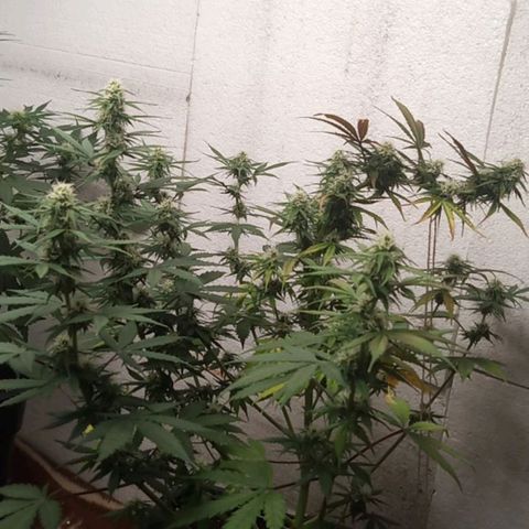 Haze Berry II growlog timeline photo