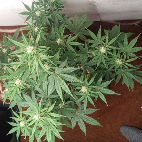 Haze Berry II growlog timeline photo