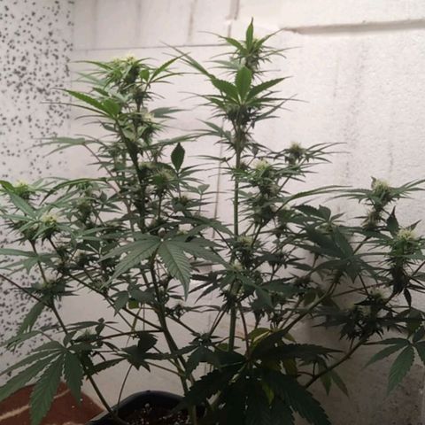Haze Berry II growlog timeline photo