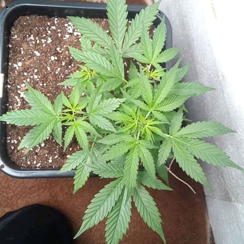 Haze Berry III growlog timeline photo