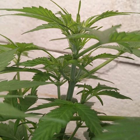 Haze Berry III growlog timeline photo