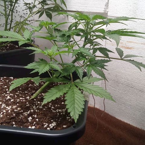 Haze Berry III growlog timeline photo