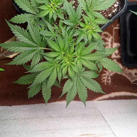 Haze Berry III growlog timeline photo