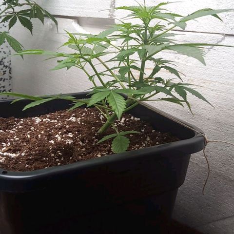 Haze Berry III growlog timeline photo