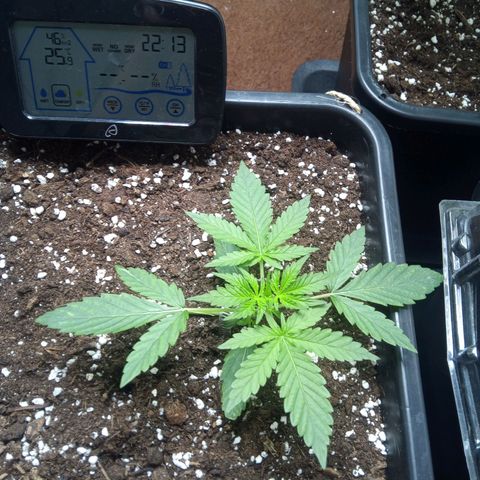 Hulkberry auto growlog timeline photo