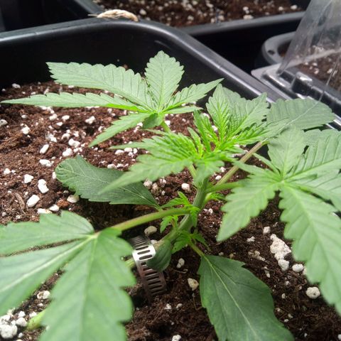 Hulkberry auto growlog timeline photo