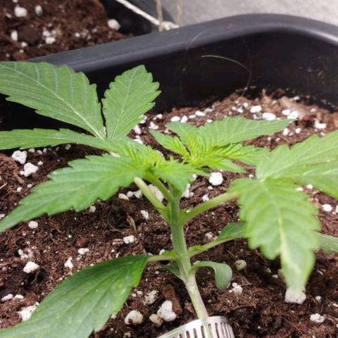 Hulkberry auto growlog timeline photo