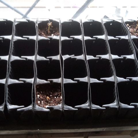 Seriotica a la GaNjaJoHnNaY growlog photo: Ab heute kommen sie unter die Lampe und dann geht's los 🥳