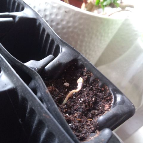Seriotica a la GaNjaJoHnNaY growlog photo: Ab heute kommen sie unter die Lampe und dann geht's los 🥳