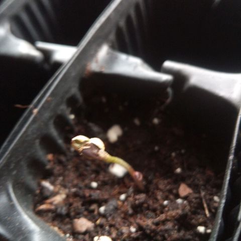 Seriotica a la GaNjaJoHnNaY growlog photo: Ab heute kommen sie unter die Lampe und dann geht's los 🥳